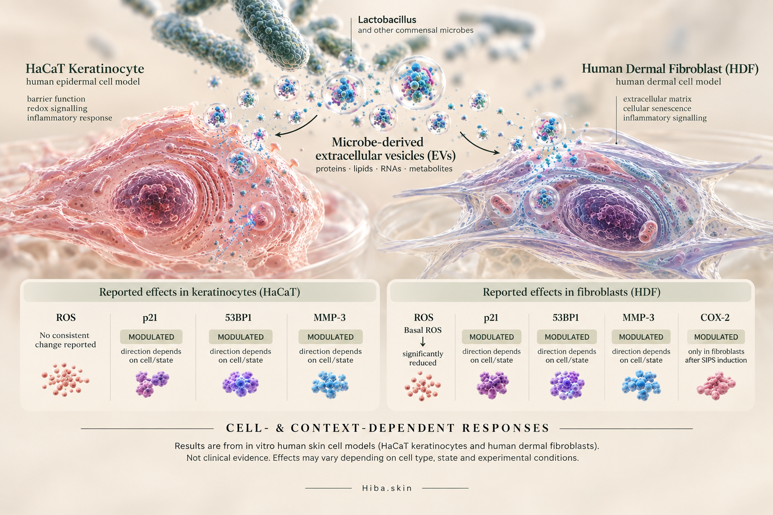 Mechanistic infographic of Lactobacillus-derived extracellular vesicles in HaCaT and HDF cell models